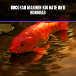 bocoran maxwin koi gate